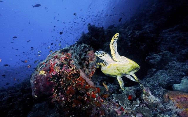 Accommodation in Maldives