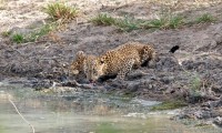 LEOPARD TRAILS WILPATTU