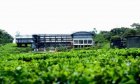 THE RAINFOREST ECOLODGE