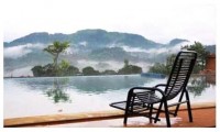 Rainforest Edge