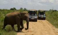 Udawalawa - Mahoora Tented Safari Camping