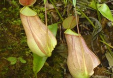 Sinharaja forest reserve